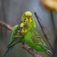 Beautiful small green parrots at display in open resort, Germany