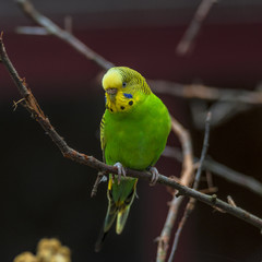 Beautiful small green parrots at display in open resort, Germany