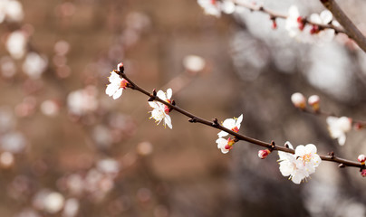 apricot flowers on a tree in nature