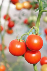 Red tomatoes growing on the branches