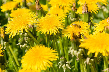 Air dandelions on a green field.