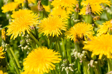 Air dandelions on a green field.