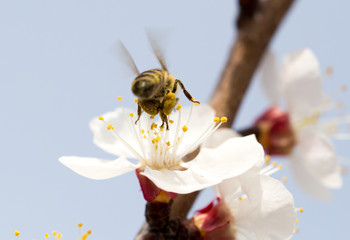 bee on a flower in the nature. macro