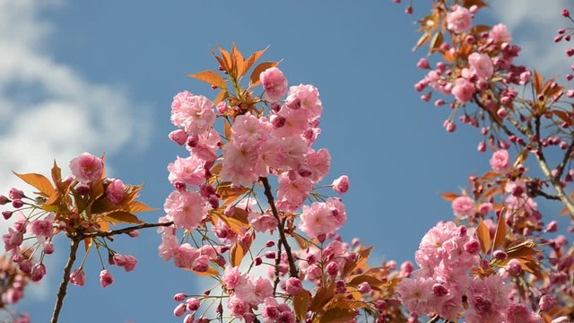 Fr&uuml;hlingsbaum