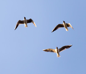 a flock of seagulls against a blue sky