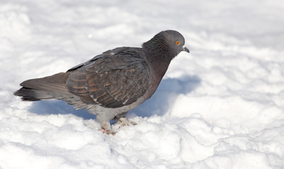 dove in the snow on the nature