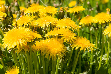 Air dandelions on a green field.