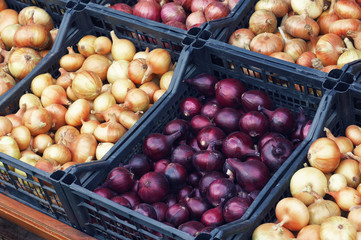 Red and white onions in boxes