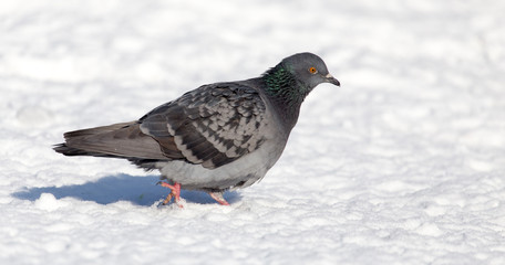 dove in the snow on the nature