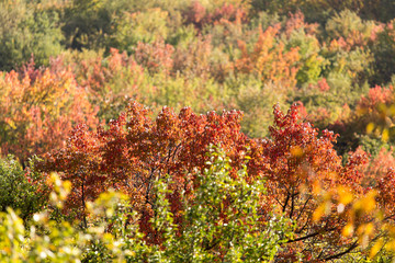 colorful leaves on a tree in autumn