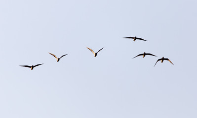 a flock of seagulls in the sky at sunset