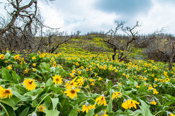 Field of spring flowers