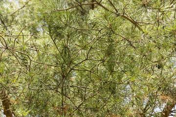 pine needle in daylight