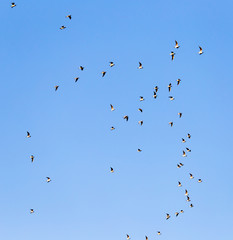 a flock of seagulls against a blue sky