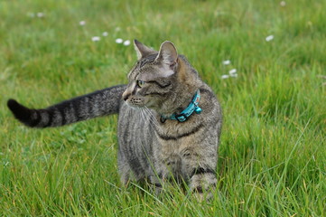 Chat scrutant l'horizon