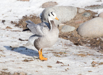 duck on snow in winter