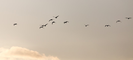 a flock of seagulls in the sky at sunset