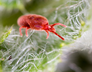 Red tick in nature. macro