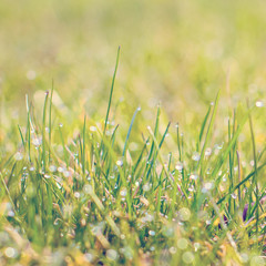 Close up of fresh thick grass with water drops in the early morning. green grass close up. Bright vibrant green grass. Bright vibrant green grass