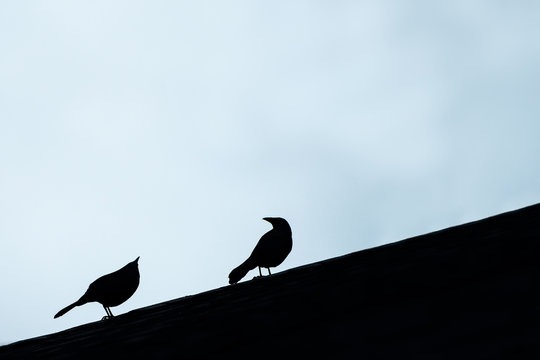 Silhouette of birds on a roof