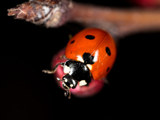 ladybug on a flower. macro