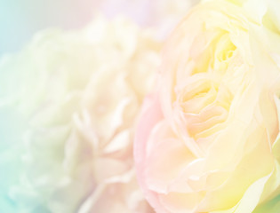Flower background 39