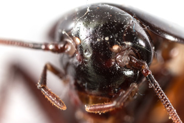 portrait of a cockroach. super macro