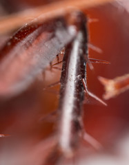 foot cockroach with spikes. super macro