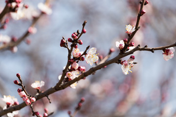 flowers on the tree against the blue sky