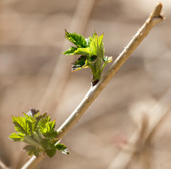 Young leaves on a raspberry in spring