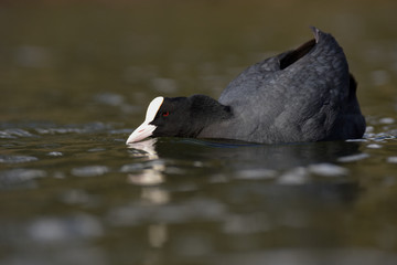 Eurasian Coot, Coot, Fulica atra