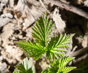 Young leaves on a raspberry in spring