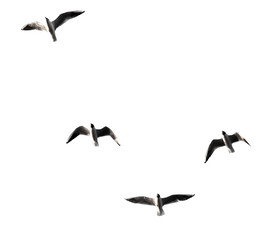 silhouette of a flock of birds on a white background