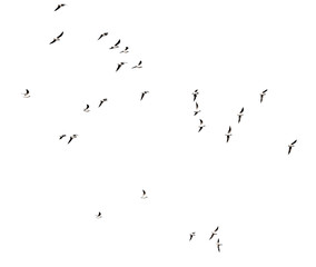 silhouette of a flock of birds on a white background