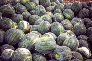 Fototapeta na wymiar Watermelon farm