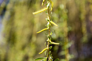 flowers on the tree in nature willow
