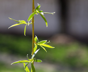 flowers on the tree in nature willow