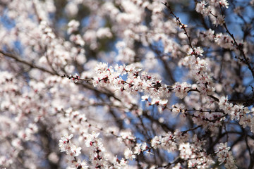 flowers on the tree in nature