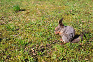  squirrel sitting and eating in the park