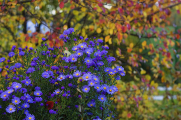 Autumn still life with blue flowers Chrysanthemums, sometimes called mums or chrysanths. You can see Chrysanthemum coreanum  in the picture.