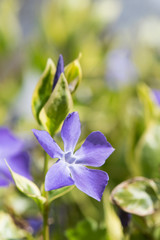 Blue Vinca plant