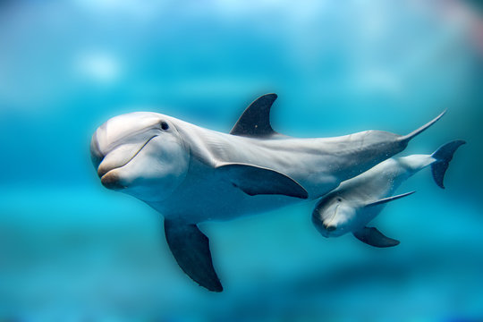 Dolphin Mother And Calf Underwater Looking At You