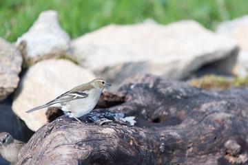 Female Common chaffinch