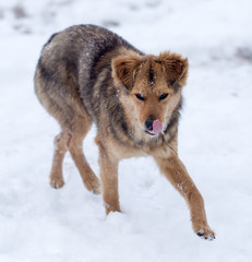 dog running outdoors in winter