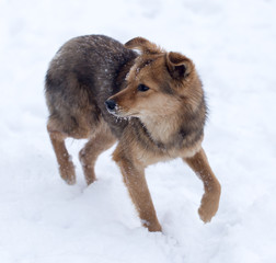 dog running outdoors in winter