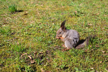 Naklejka na ściany i meble squirrel sitting and eating in the park