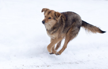 dog running outdoors in winter