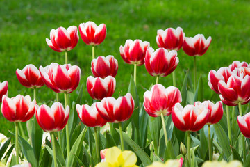 beautiful flowers,red flowers,red tulips