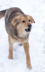 dog barking outdoors in winter