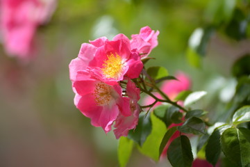 Heckenrose